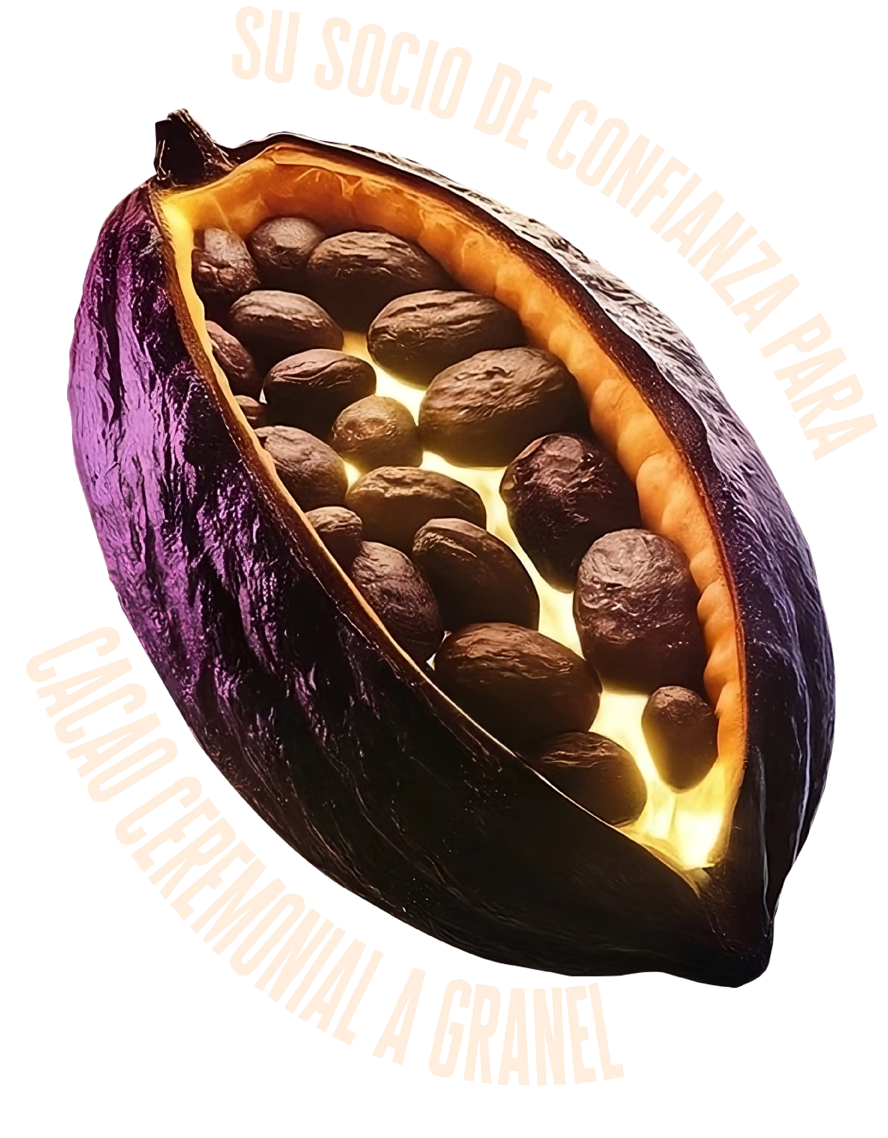 Vaina de cacao ceremonial