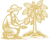 CACAO CULTIVATION